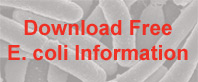 Download Free E coli Information Free E coli Information