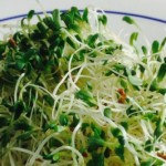 Alfalfa Sprouts Closeup