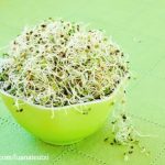 Sprouts in Bowl