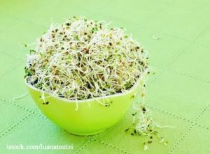 Alfalfa Sprouts in Bowl