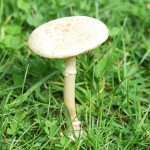 Deadly amanita phalloides mushroom