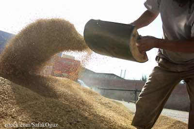 Animal Feed