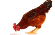 Governor Newsom Strengthens State Response to Bird Flu