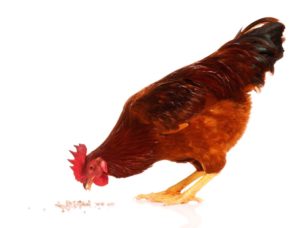 Governor Newsom Strengthens State Response to Bird Flu