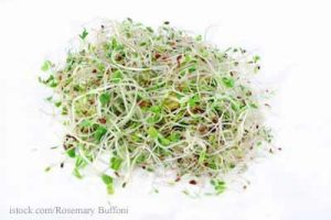 Bean Sprouts on White