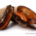 Blood Clam Hepatitis A Outbreak Sickens NY Consumers