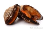 Blood Clam Hepatitis A Outbreak Sickens NY Consumers