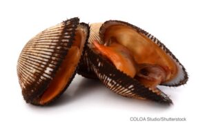 Blood Clam Hepatitis A Outbreak Sickens NY Consumers