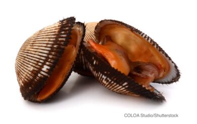 Blood Clam Hepatitis A Outbreak Sickens NY Consumers