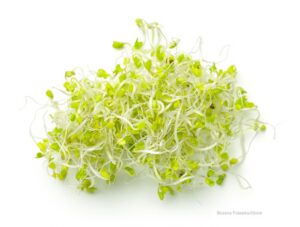 Evergreen Fresh Broccoli Sprouts Salmonella Outbreak Sickens 16