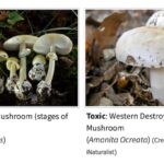 California wild Death Cap mushrooms have sickened at least 39 people and killed three, according to the California Department of Public Health