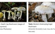 California wild Death Cap mushrooms have sickened at least 39 people and killed three, according to the California Department of Public Health