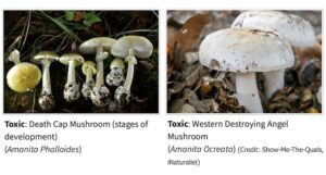 California wild Death Cap mushrooms have sickened at least 39 people and killed three, according to the California Department of Public Health