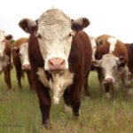 Study Finds Cow Manure Contaminates Wells and Causes Illness in WI