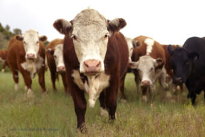 Study Finds Cow Manure Contaminates Wells and Causes Illness in WI
