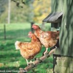 The CDC is Warning About Bird Flu Detections in Backyard Birds