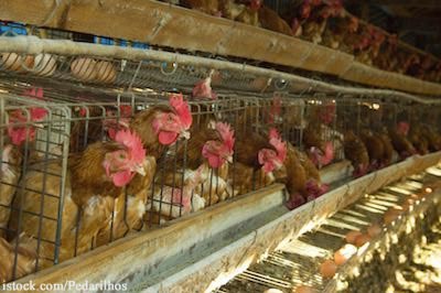 Chickens in Cages