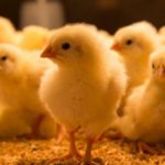 Salmonella Infections Ohio Live Chicks