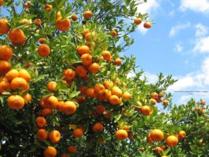 CDC Study: Antibiotics Used as Pesticides Facilitate Antibiotic Resistance