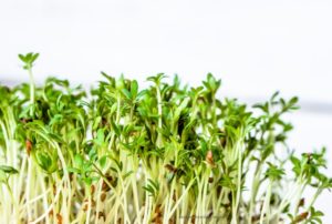 FDA Info on Red Clover Sprouts E. coli O103 Outbreak