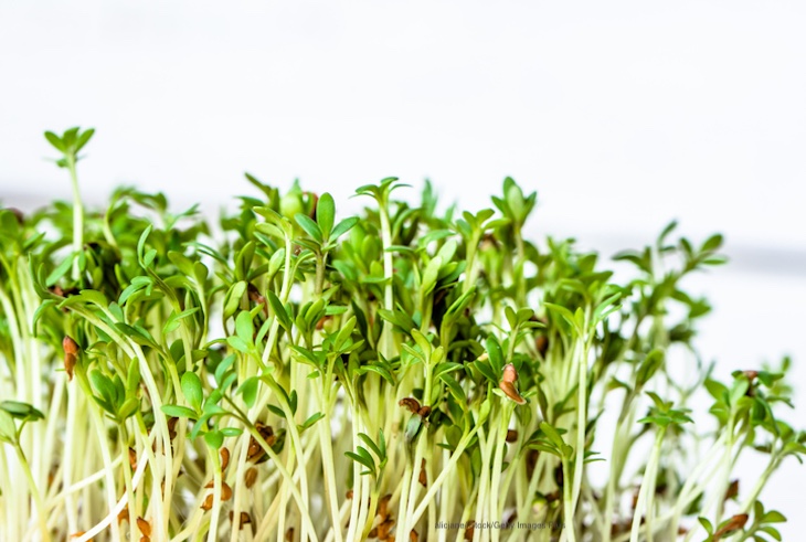 Chicago Indoor Garden Red Clover Sprouts Recalled For E. coli O103