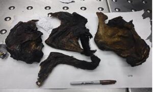 Consumer Advisory Issued For Bushmeat in Minnesota