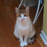 Cornell Researchers Find Deadly Bacteria in Raw Cat Food Brands