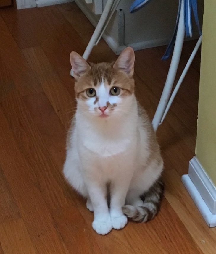 Cornell Researchers Find Deadly Bacteria in Raw Cat Food Brands