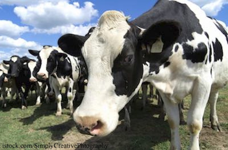 Utah Officials Warn of Bird Flu Risk in Raw Milk