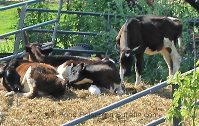Cows
