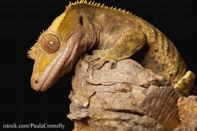 Crested Gecko