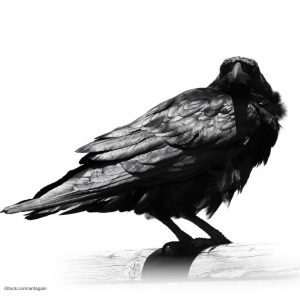 Wild Bird Species Pose Campylobacter Contamination Risk to Crops