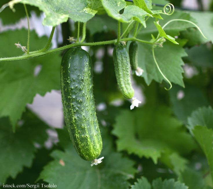 Cucumbers on the Vine