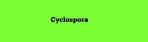 Cyclospora