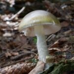 Wild Mushrooms Sicken 21 in California With Amatoxin Poisoning