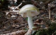 Wild Mushrooms Sicken 21 in California With Amatoxin Poisoning