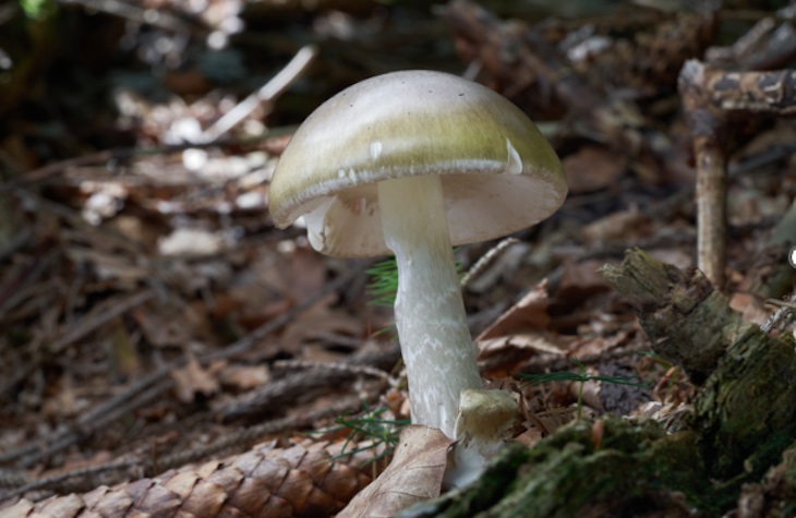 Wild Mushrooms Sicken 21 in California With Amatoxin Poisoning