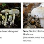 California Updates Illnesses and Deaths Linked to Mushrooms