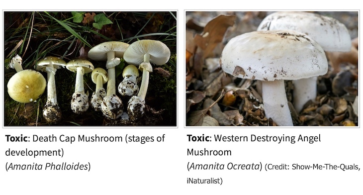 California Updates Illnesses and Deaths Linked to Mushrooms