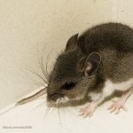 Coronavirus Shutdown Increases Rodent Activity in More Areas