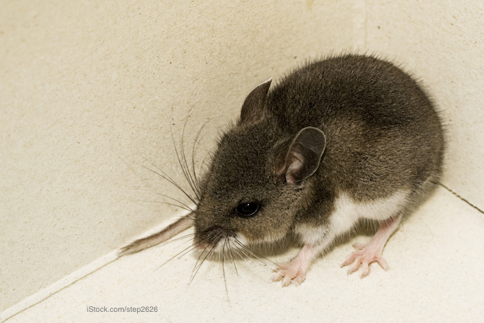 Coronavirus Shutdown Increases Rodent Activity in More Areas