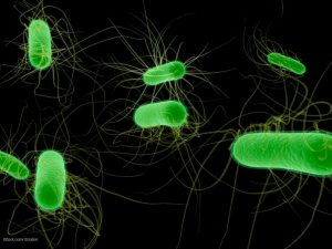 E. coli outbreak Knox County Tennessee