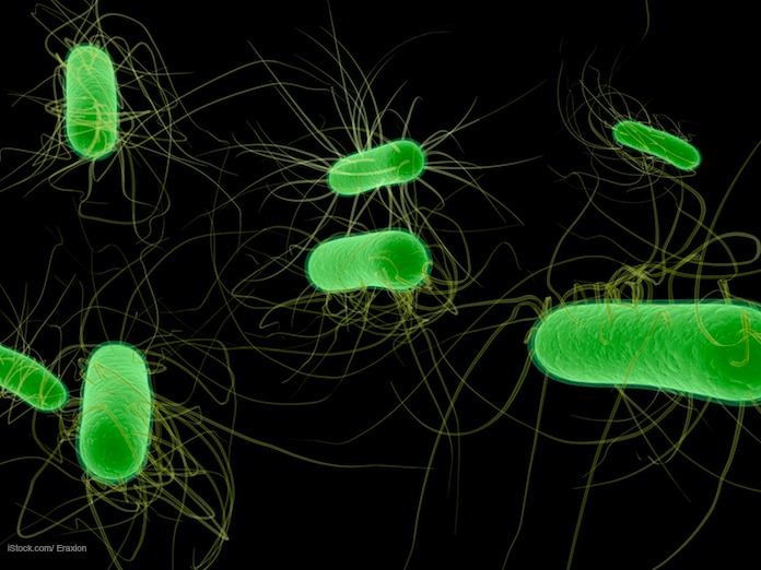 E coli STEC bacteria