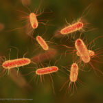 Huntley High School E. coli Outbreak Associated With Food Worker