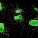 New E. coli O121:H19 Outbreak on FDA CORE Table
