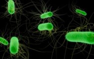 Huntley High School E. coli Outbreak Sickens Nine Students in IL