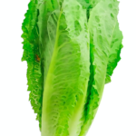 C&E Farms Romaine Lettuce Recalled For Rodent Droppings