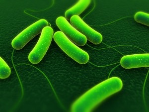 E. coli Photo