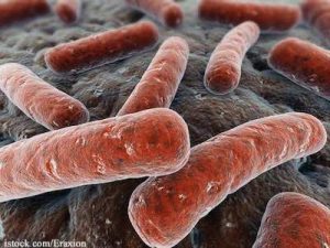 E.coli bacteria under electron microscope