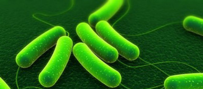 E. coli O157:H7 outbreak
